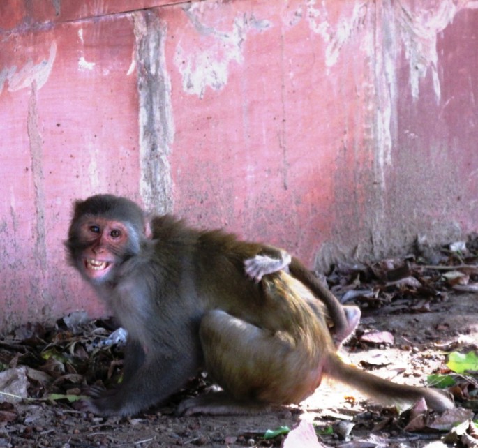 Обезьяны в Дели, индийские обезьяны 