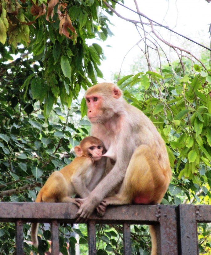 Мама - обезьяна, кормящая обезьяна, обезьяна с ребенком