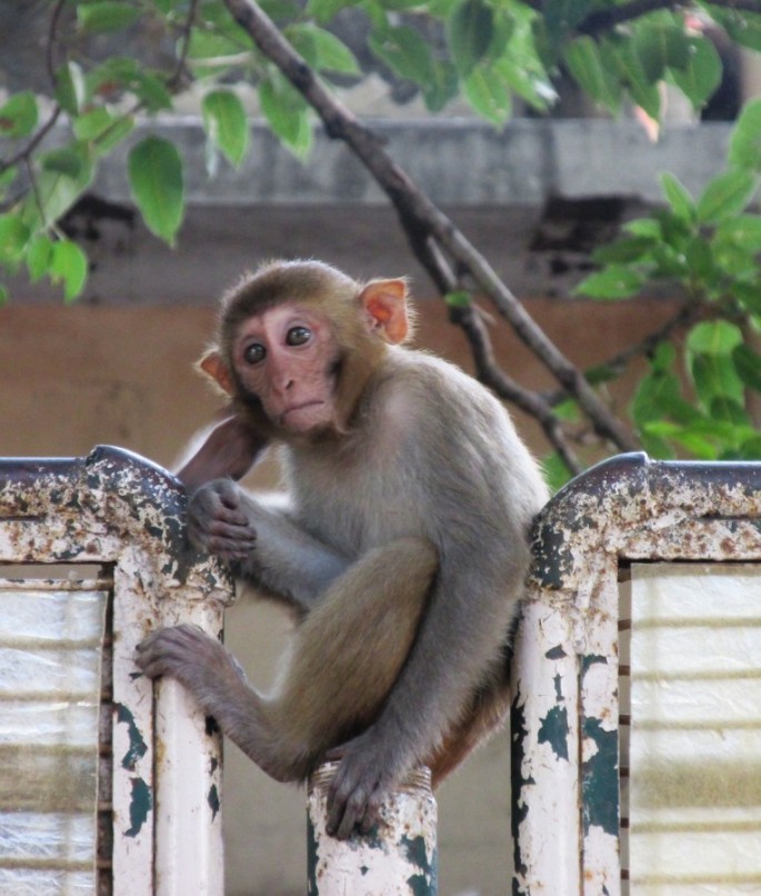 Обезьяна на заборе. Обезьяна-философ. Индийские обезьяны. 