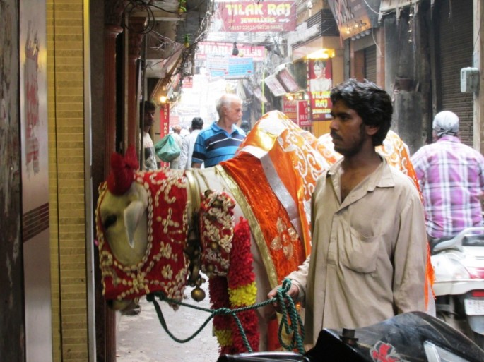 Красивая индийская корова. Нарядная индийская корова. Индийская корова на улице. Священная корова.