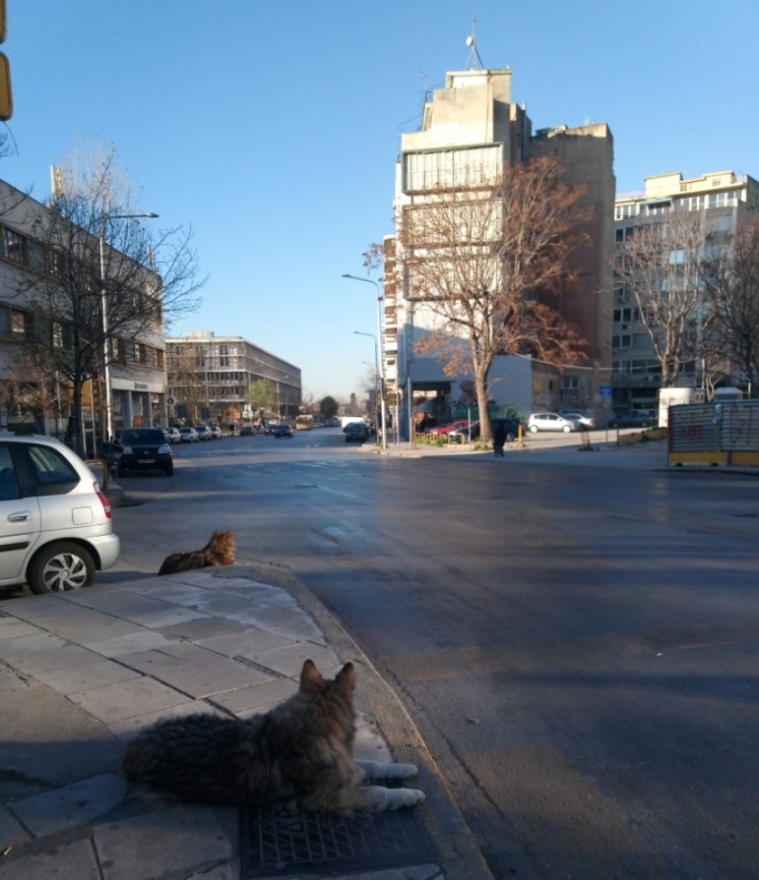 Собаки на улицах города Салоники