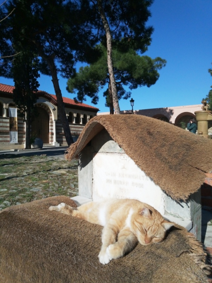 Рыжий кот в монастыре 