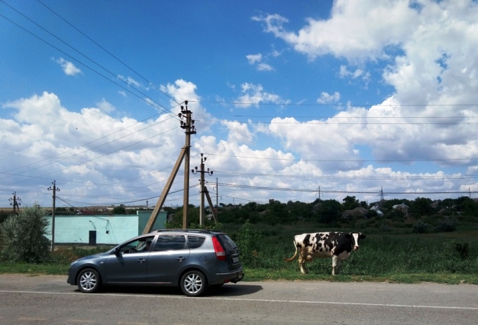 доброслав корова и машина